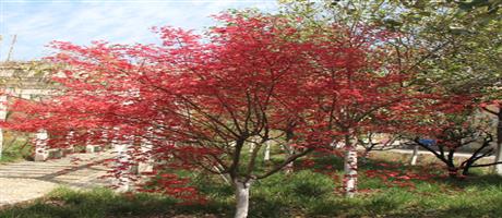 登录入口春色（五）